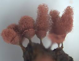 Attēlu rezultāti vaicājumam “Arcyria globosa spores”