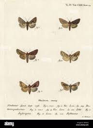 Attēlu rezultāti vaicājumam “Syngrapha interrogationis”