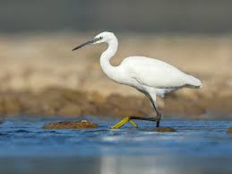 Image result for Egretta garzetta