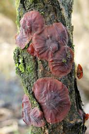 Attēlu rezultāti vaicājumam “Cytidia salicina”