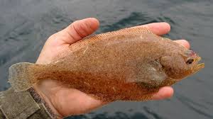 Image result for Hippoglossoides platessoides