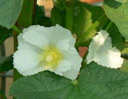 Attēlu rezultāti vaicājumam “Alcea rosea leaf”