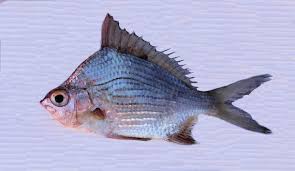 Image result for Eugerres plumieri