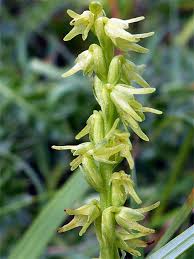 Attēlu rezultāti vaicājumam “Herminium monorchis flower”