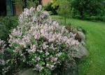 File:<b>Syringa</b>-microphylla-