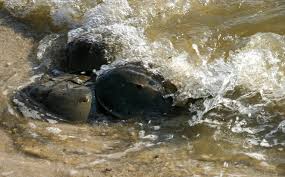 Image result for Limulus polyphemus