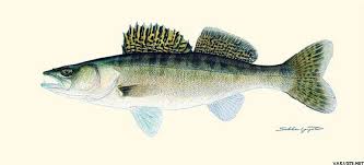 Image result for Sander lucioperca