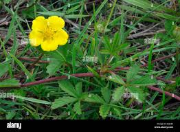 Attēlu rezultāti vaicājumam “Potentilla reptans flower”