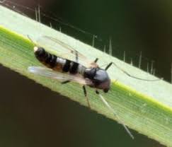 Attēlu rezultāti vaicājumam “Cricotopus male”