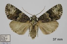 Attēlu rezultāti vaicājumam “Craniophora ligustri imago”