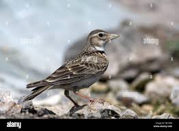 Image result for Melanocorypha calandra