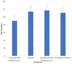 Image result for Crenimugil seheli