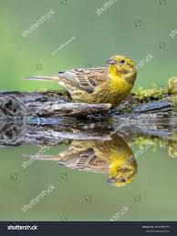 Attēlu rezultāti vaicājumam “Emberiza citrinella juvenile”