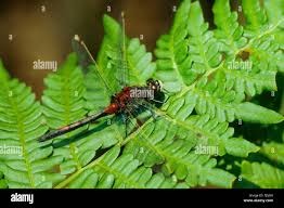 Attēlu rezultāti vaicājumam “Leucorrhinia rubicunda male”