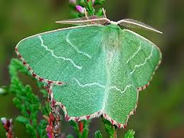 Attēlu rezultāti vaicājumam “Thalera fimbrialis”