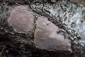 Attēlu rezultāti vaicājumam “Phellinus laevigatus”