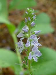 Image result for Veronica officinalis