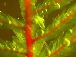 Attēlu rezultāti vaicājumam “Pleurozium schreberi”