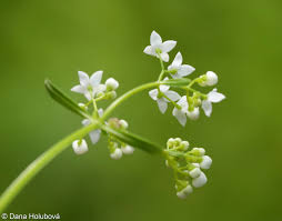 Attēlu rezultāti vaicājumam “Galium elongatum”