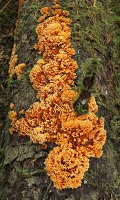 Attēlu rezultāti vaicājumam “Pylaisia polyantha sporophyte”