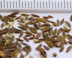 Attēlu rezultāti vaicājumam “Lactuca serriola”