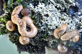 Attēlu rezultāti vaicājumam “Gulielmina vermicularis”