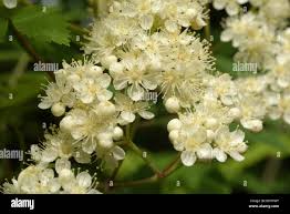 Attēlu rezultāti vaicājumam “Sorbus aucuparia flower”
