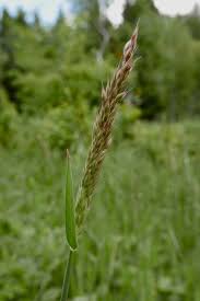 Attēlu rezultāti vaicājumam “Holcus mollis”