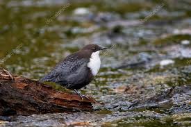 Attēlu rezultāti vaicājumam “Cinclus cinclus”
