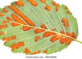 Attēlu rezultāti vaicājumam “Melampsoridium sp.”