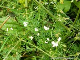 Attēlu rezultāti vaicājumam “Carum carvi flower”