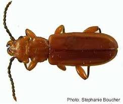 Attēlu rezultāti vaicājumam “Cucujidae”