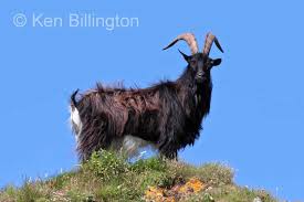 Attēlu rezultāti vaicājumam “Capra”