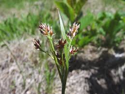 Attēlu rezultāti vaicājumam “Luzula multiflora”