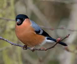 Attēlu rezultāti vaicājumam “Pyrrhula pyrrhula male”