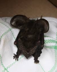 Attēlu rezultāti vaicājumam “Plecotus auritus”