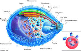 Attēlu rezultāti vaicājumam “Lycogala botrydium plasmodium”