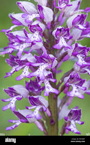 Attēlu rezultāti vaicājumam “Orchis militaris flower”