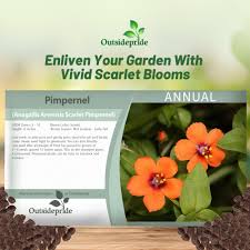 Attēlu rezultāti vaicājumam “Anagallis arvensis”