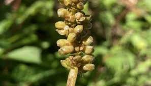 Attēlu rezultāti vaicājumam “Potamogeton praelongus”