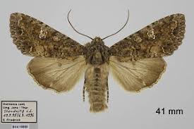 Attēlu rezultāti vaicājumam “Mamestra brassicae”