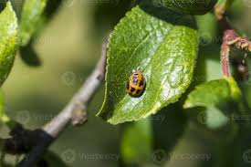 Attēlu rezultāti vaicājumam “Coccinella septempunctata larva”