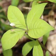 Attēlu rezultāti vaicājumam “Trientalis europaea bud”