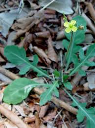 Attēlu rezultāti vaicājumam “Diplotaxis muralis flower”