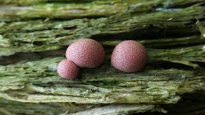 Attēlu rezultāti vaicājumam “Lycogala alisaulianovae”