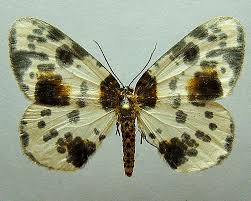 Attēlu rezultāti vaicājumam “Abraxas sylvata”