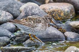 Attēlu rezultāti vaicājumam “Calidris maritima adult”