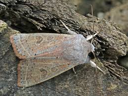 Attēlu rezultāti vaicājumam “Orthosia miniosa imago”