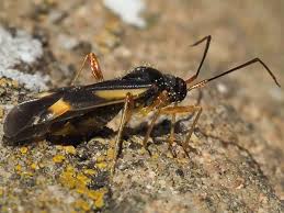 Attēlu rezultāti vaicājumam “Dryophilocoris flavoquadrimaculatus”