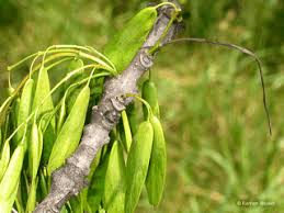 Attēlu rezultāti vaicājumam “Fraxinus excelsior fruit”